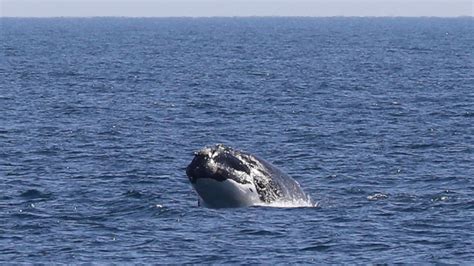 the north atlantic right whale facts